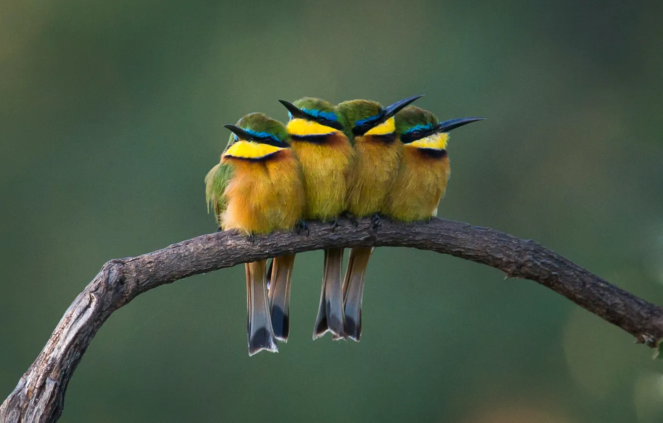 Photo wallpaper branches, color, feathers, beak, Tietz