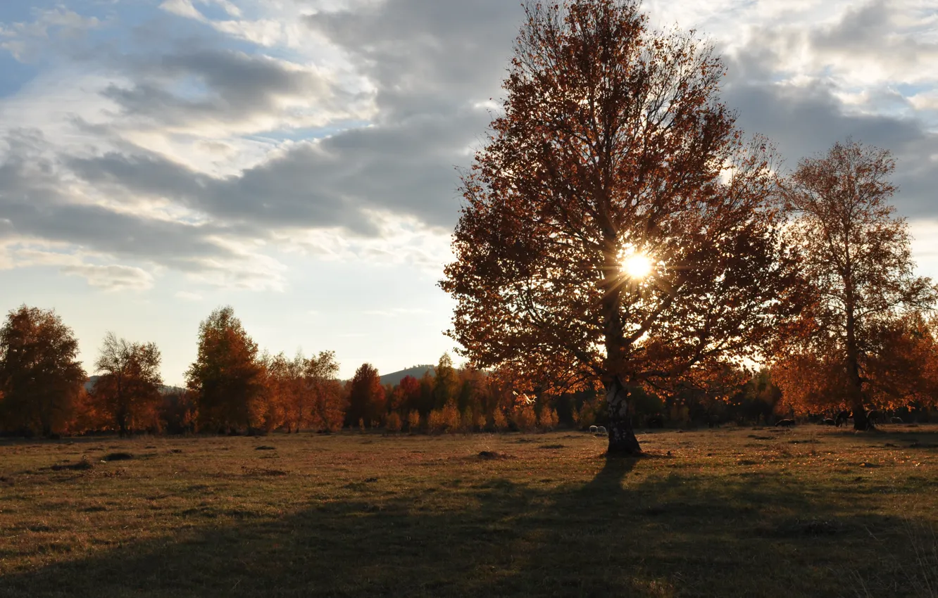 Photo wallpaper field, autumn, the sun, rays, trees, sunset, nature