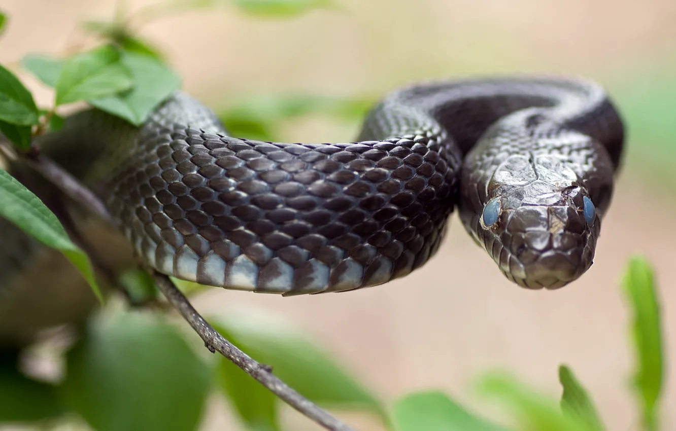 Photo wallpaper nature, black, snake, blind