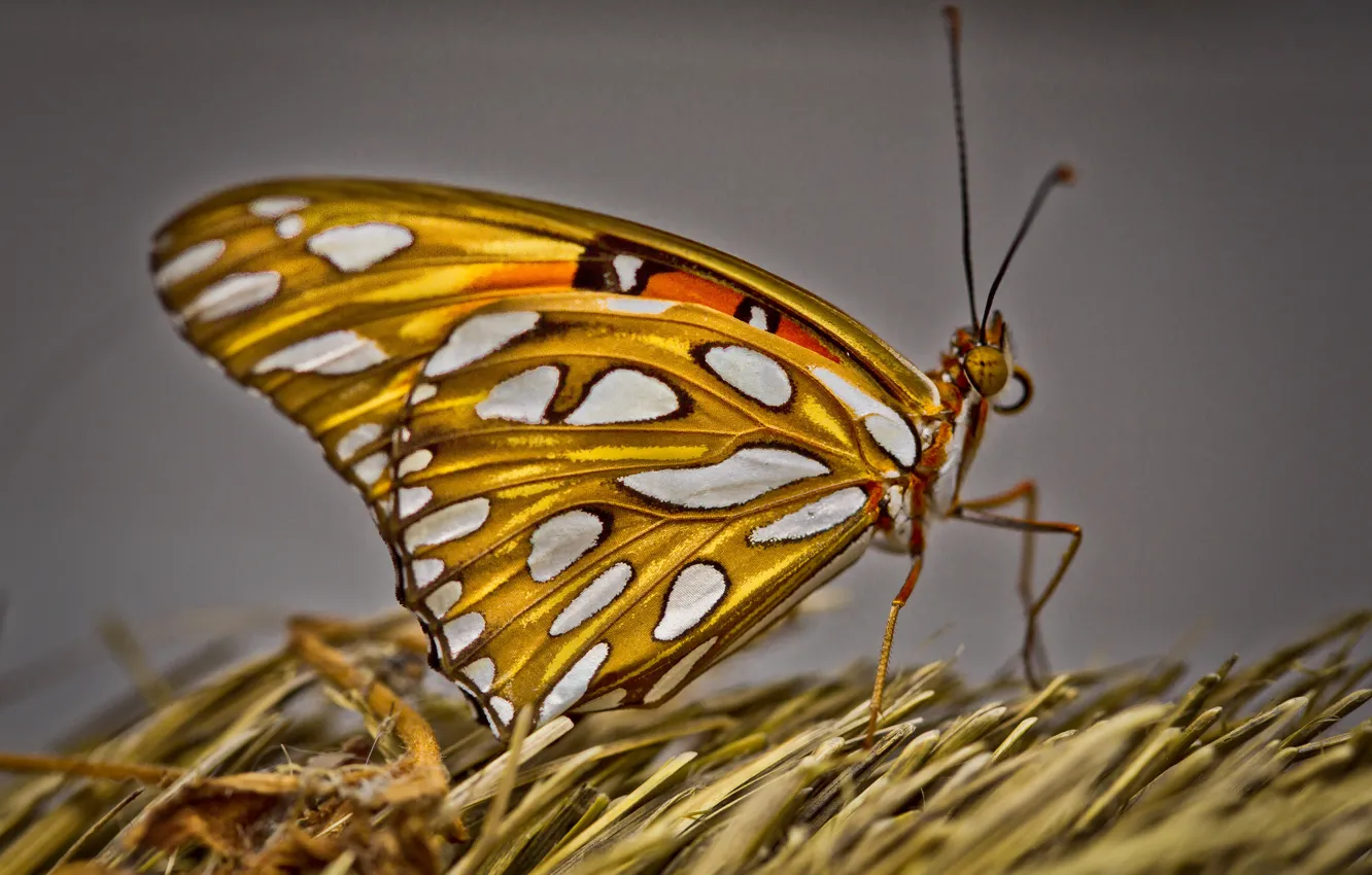 Photo wallpaper nature, butterfly, wings, moth