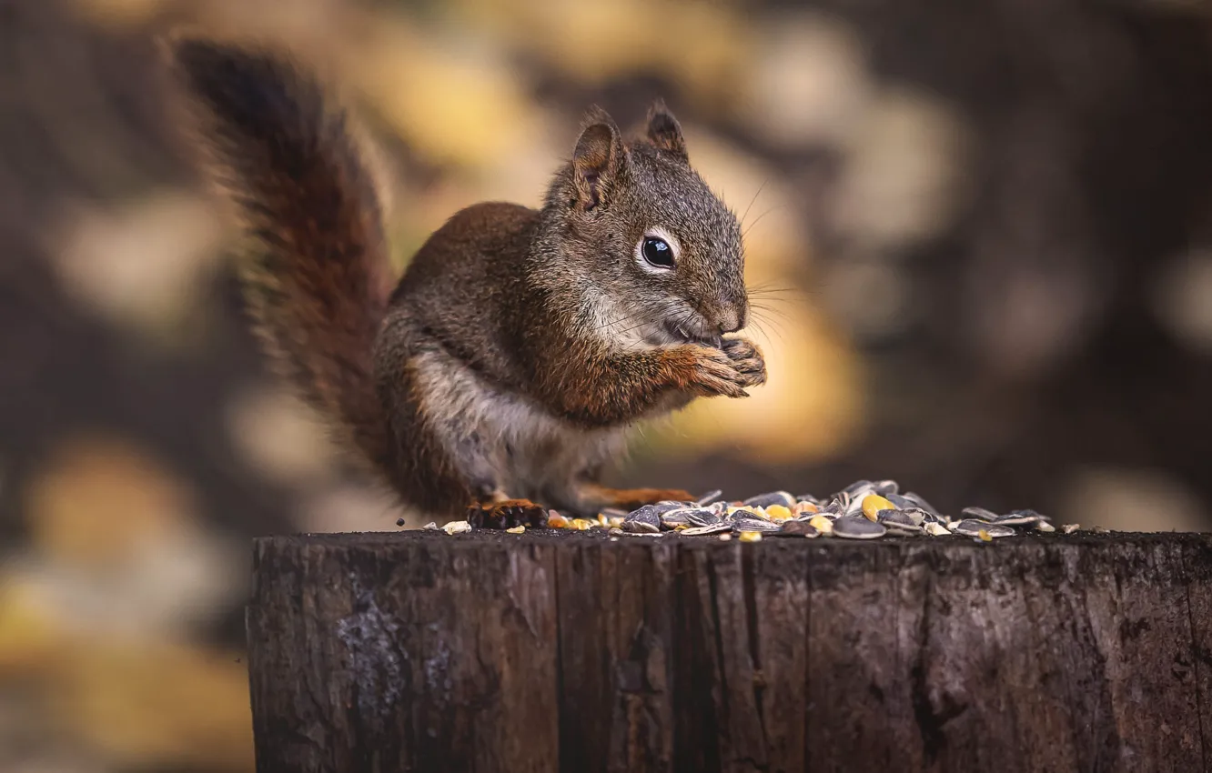 Photo wallpaper stump, protein, seeds, meal