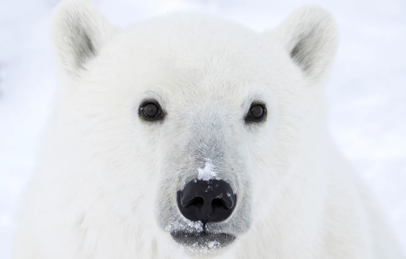 Photo wallpaper winter, snow, nature, polar bear, polar bears