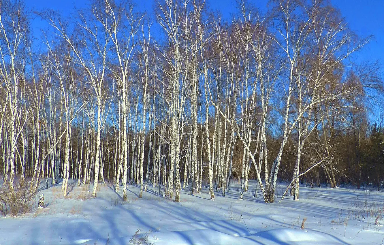 Photo wallpaper Siberia, Birch, snow, forest, winter