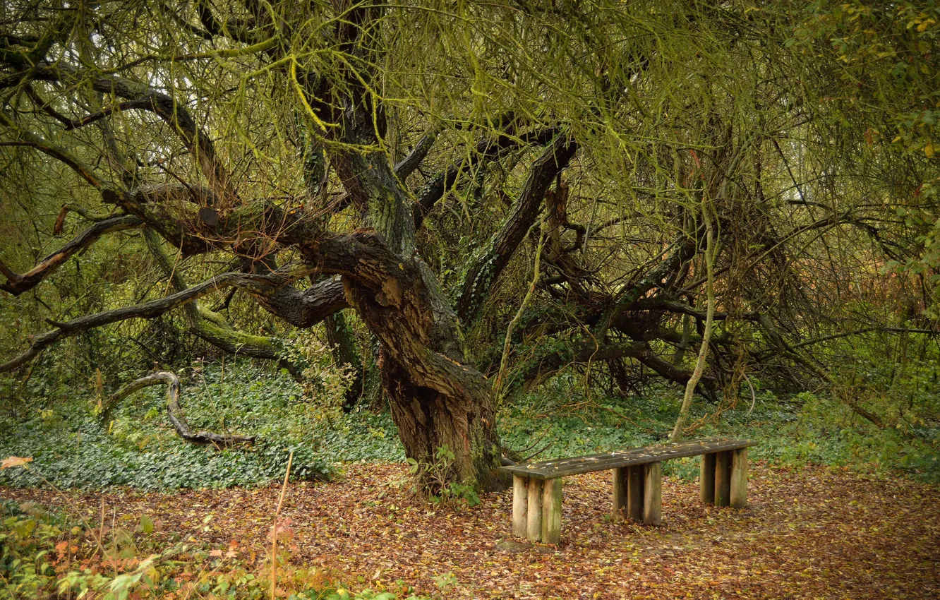 Photo wallpaper bench, tree, foliage
