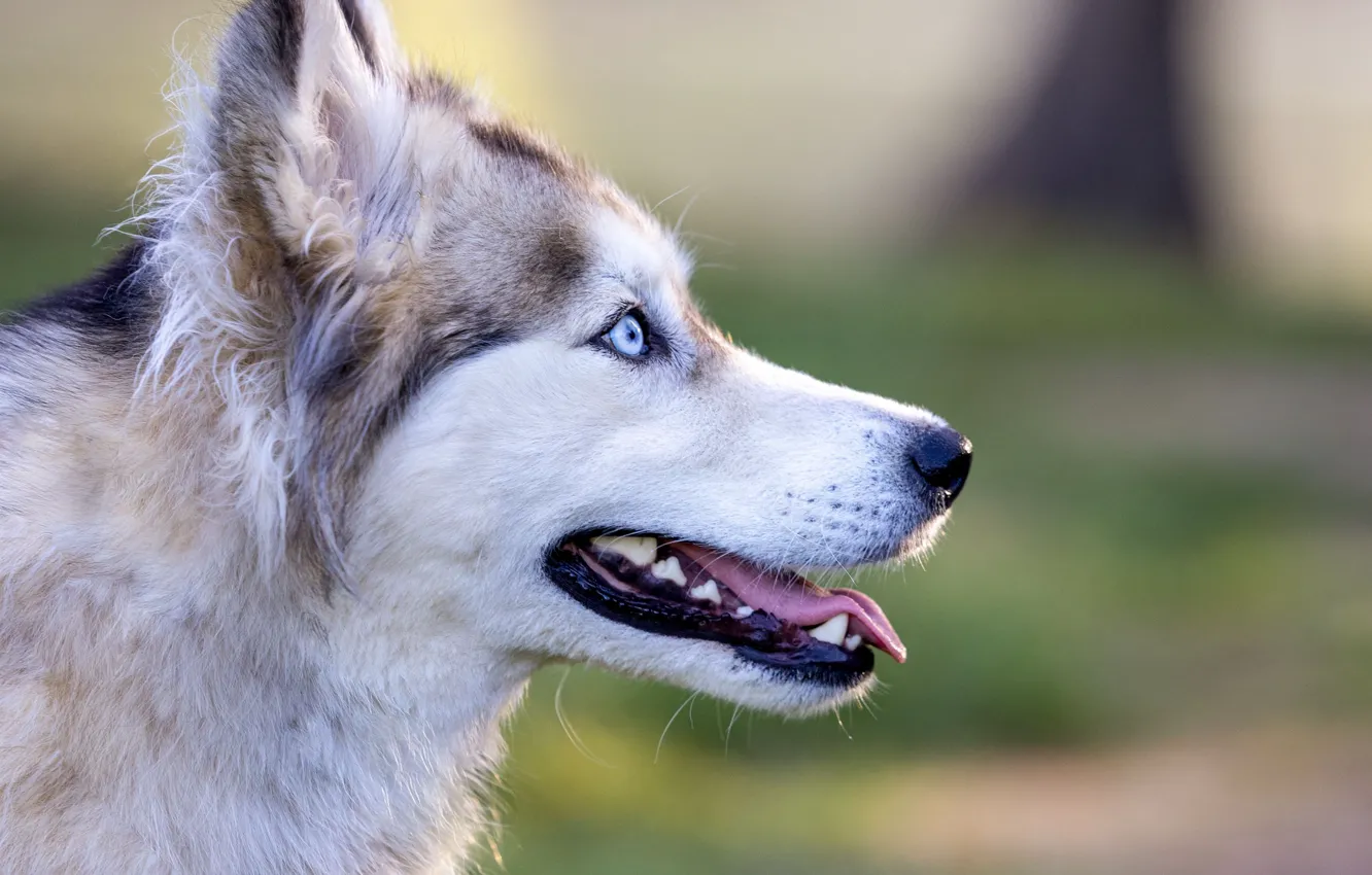 Photo wallpaper dog, animal, husky, pet