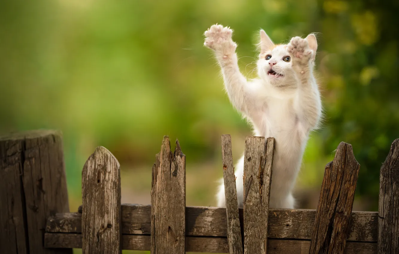 Photo wallpaper white, the fence, legs, kitty, stand, Yuriy Korotun