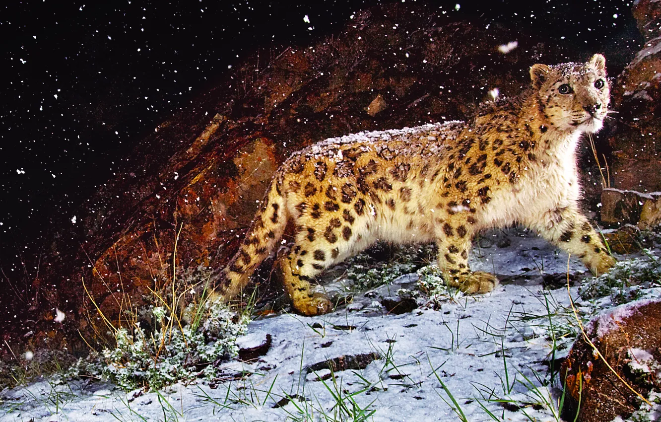 Photo wallpaper grass, look, snow, night, stone, picture, leopard, beast