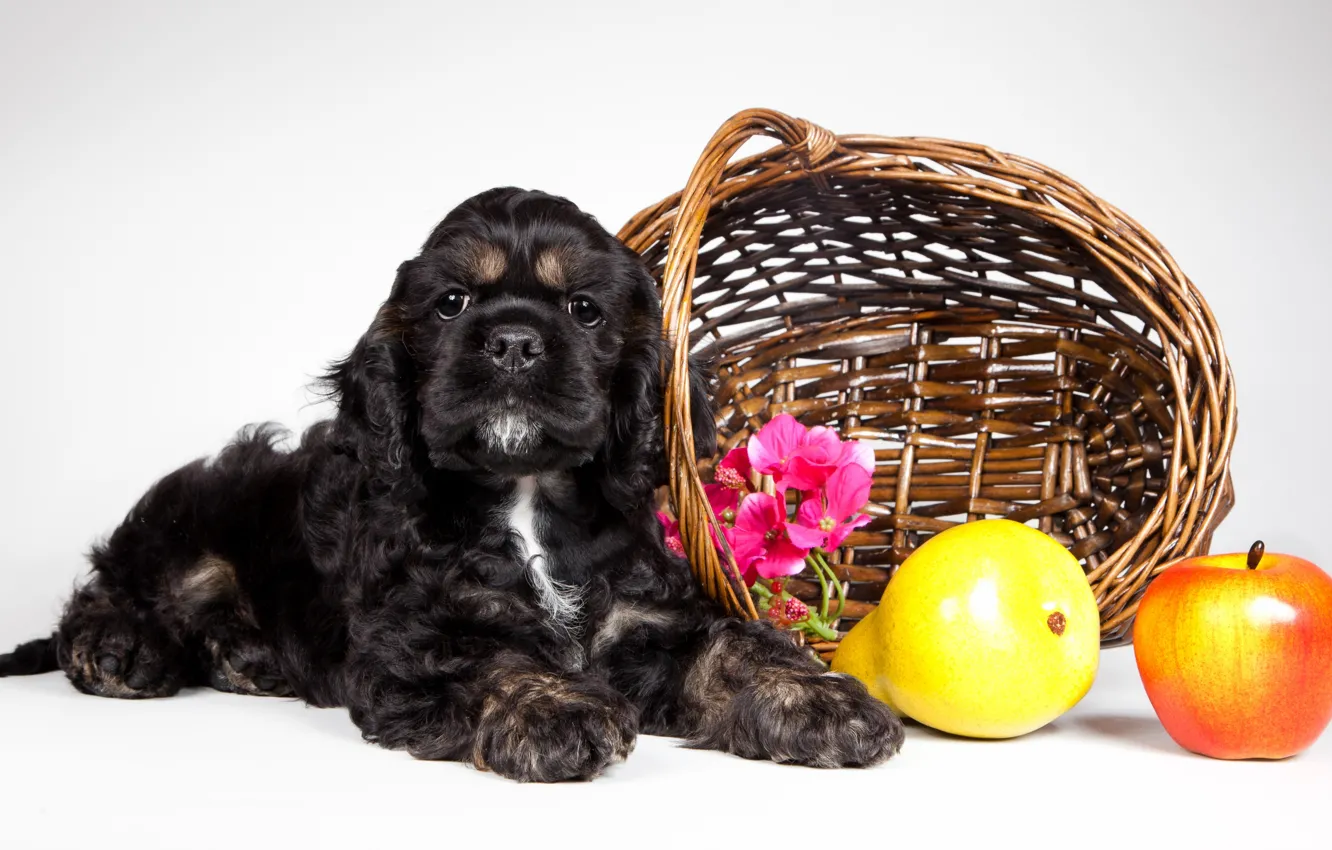 Photo wallpaper basket, puppy, fruit, Cocker Spaniel