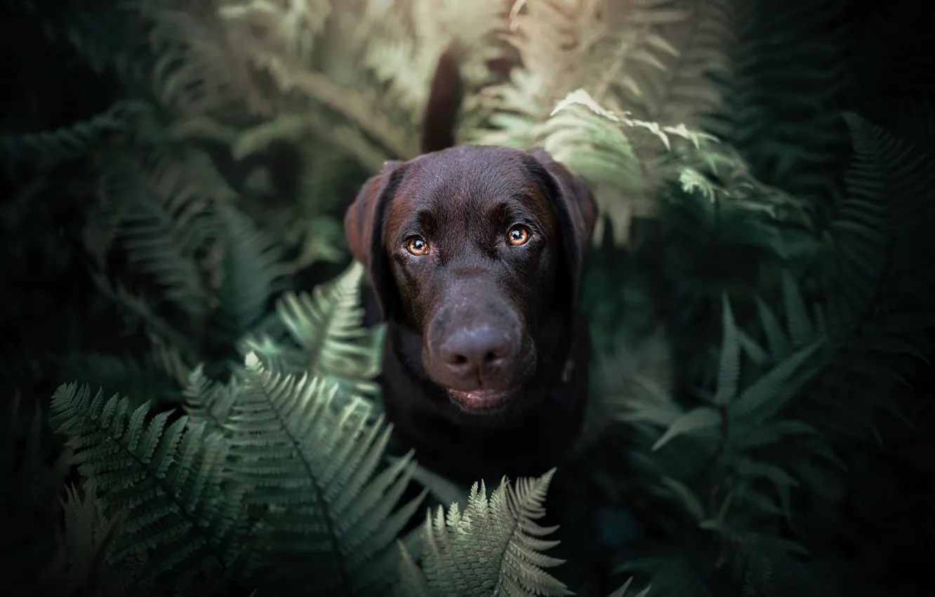 Photo wallpaper look, face, dog, fern, Labrador Retriever