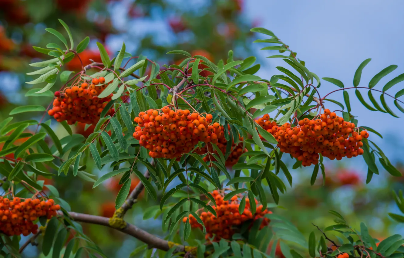 Photo wallpaper summer, trees, berries, Rowan, August