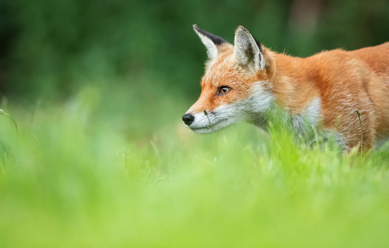 Photo wallpaper greens, grass, look, face, Fox, profile, red