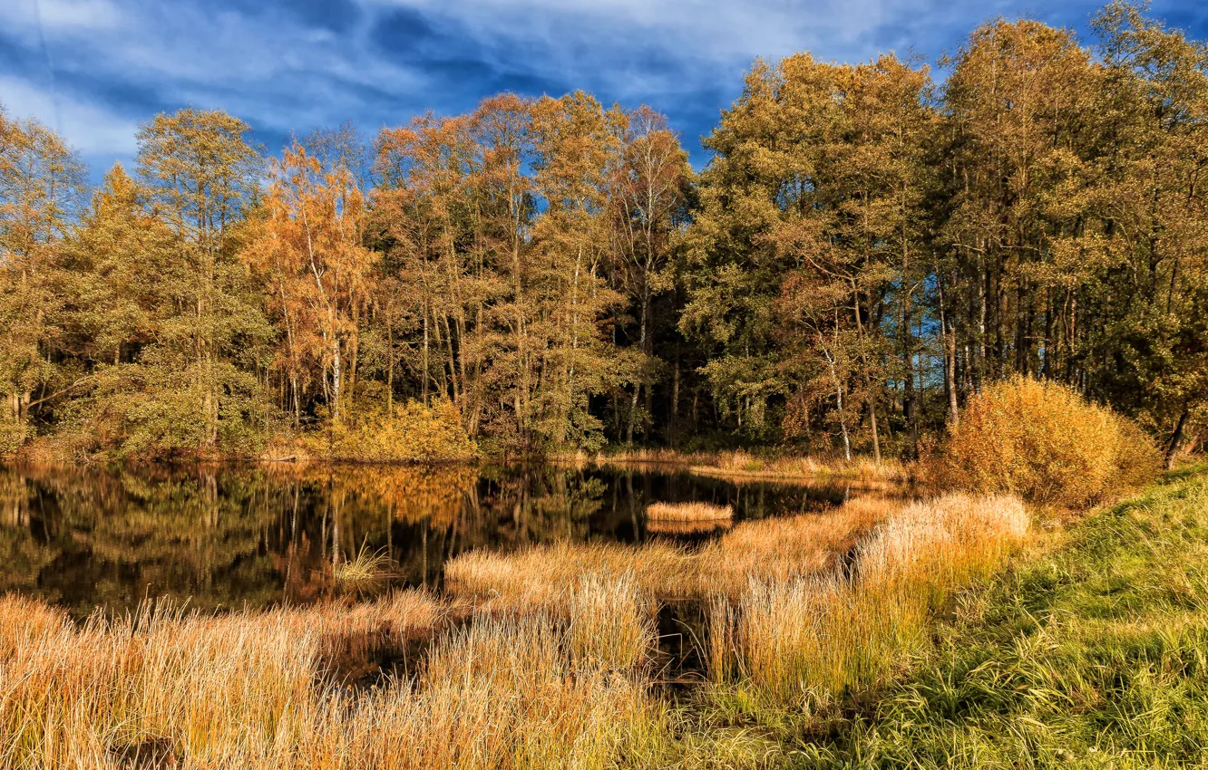 Photo wallpaper autumn, forest, grass, clouds, trees, lake, pond, blue