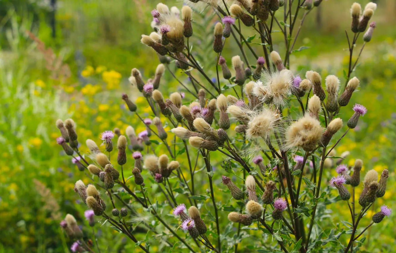 Photo wallpaper color, plant, meadow