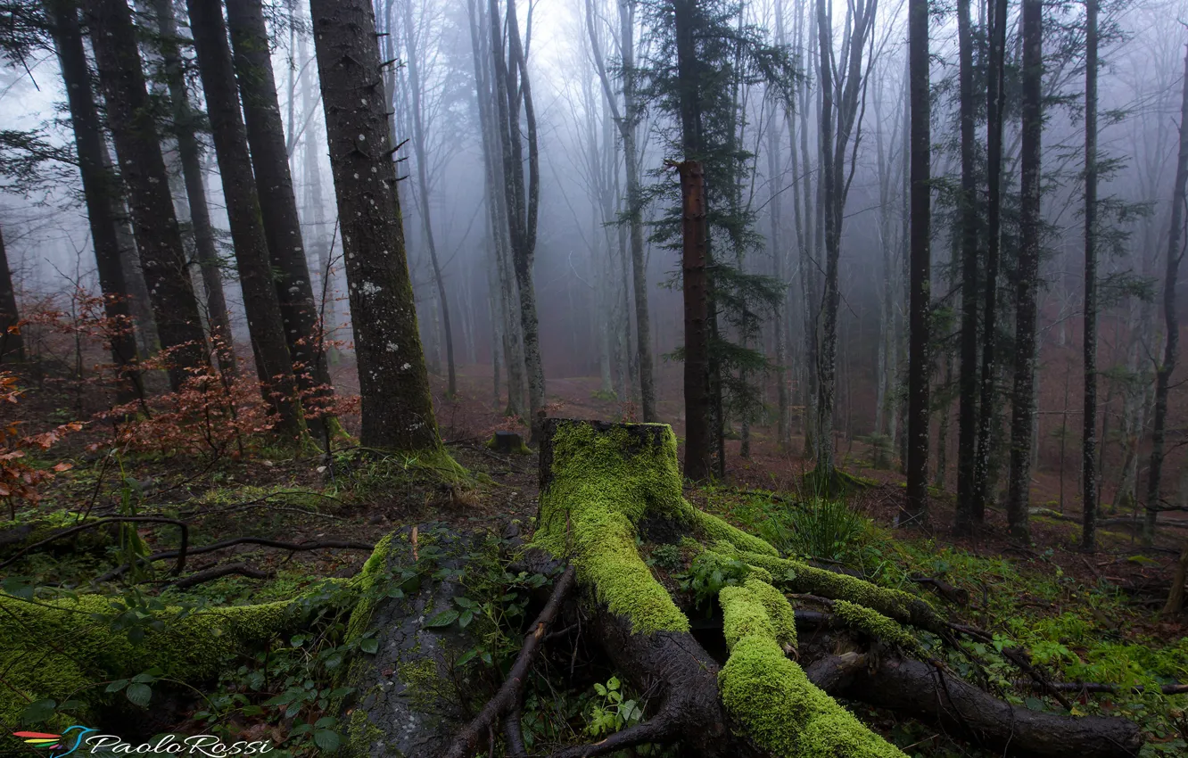 Photo wallpaper forest, trees, nature, fog, moss