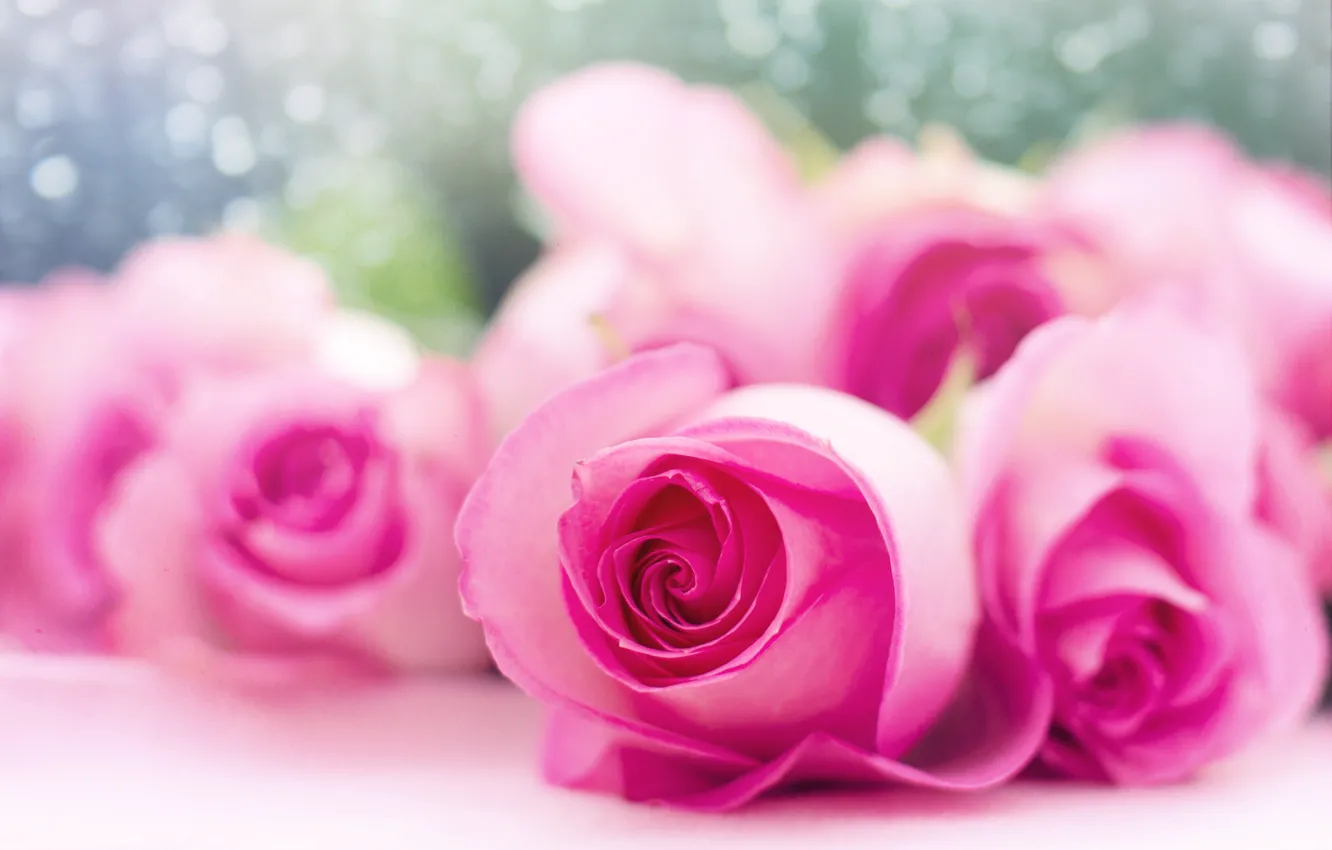 Photo wallpaper flowers, roses, buds