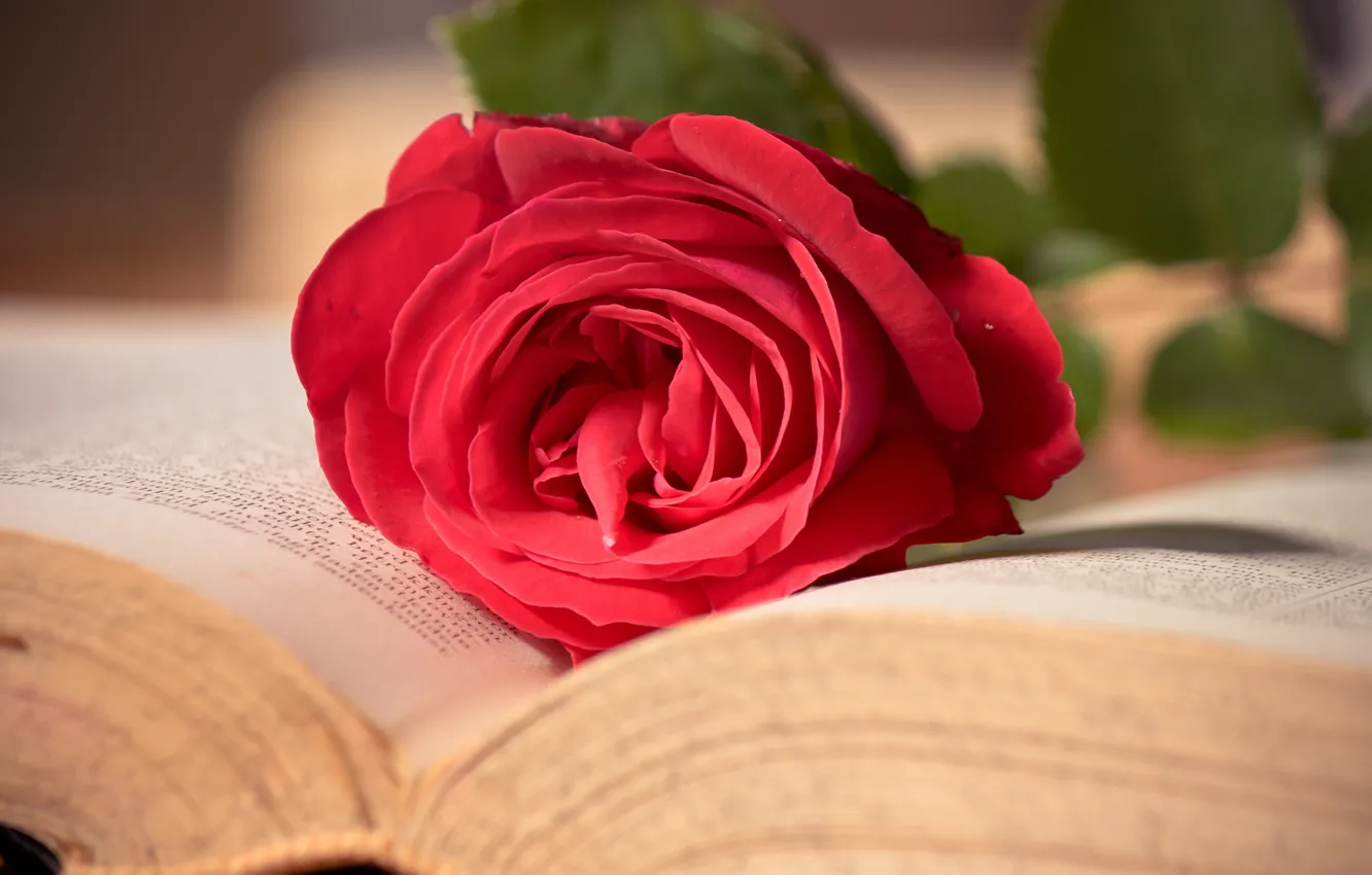 Photo wallpaper flower, macro, pink, rose, book, red