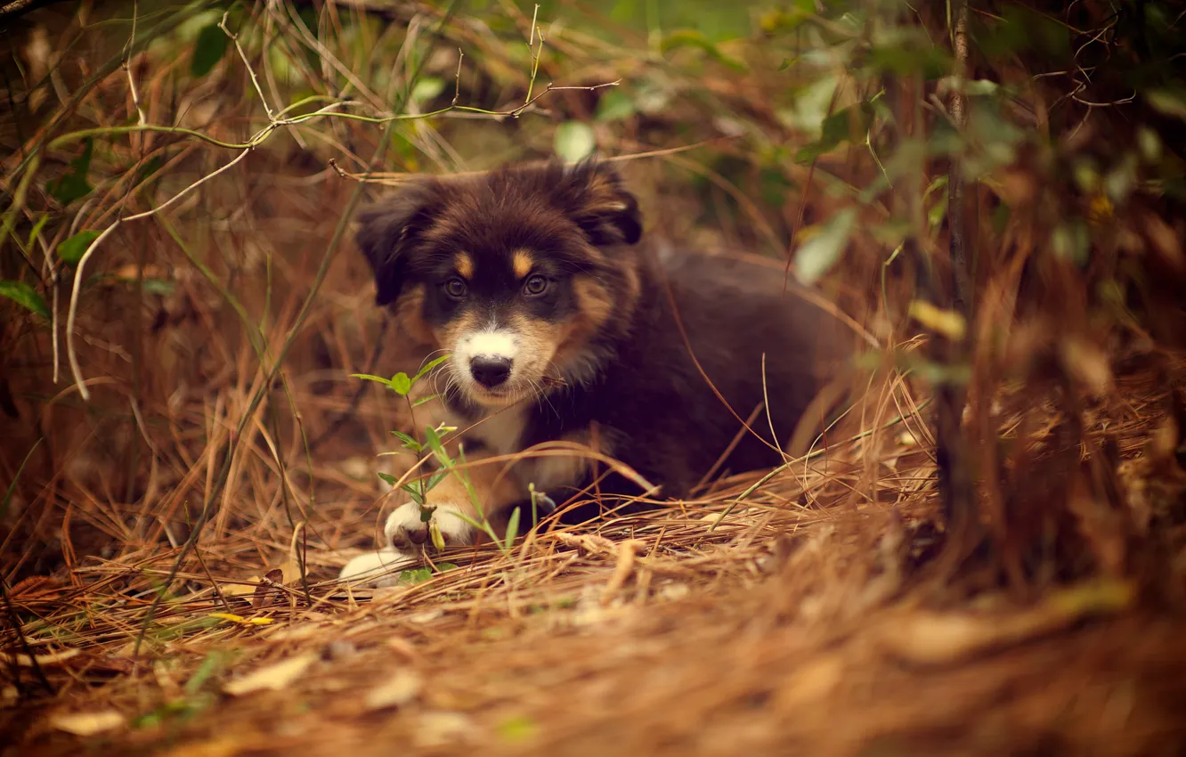 Photo wallpaper grass, nature, plant, dog, puppy, lying, Ridley
