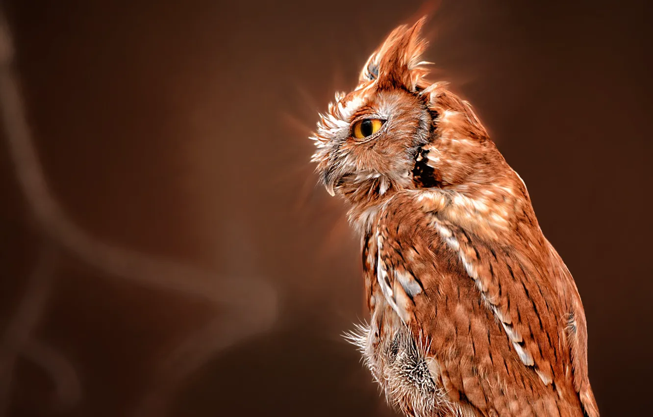 Photo wallpaper background, owl, bird, profile, North American scoop