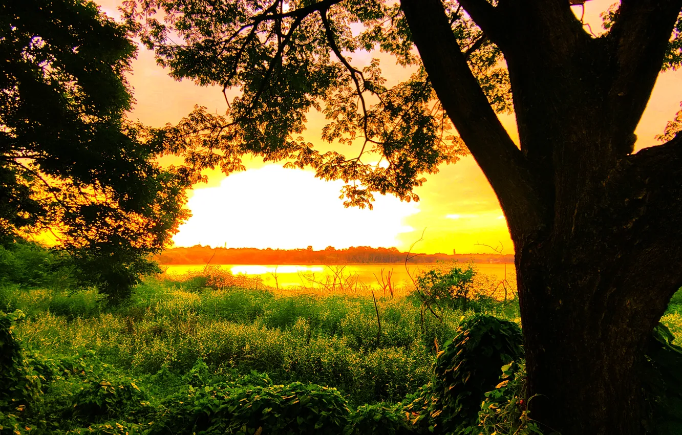 Photo wallpaper sky, trees, water, lake, morning, sun, sunrise, dawn