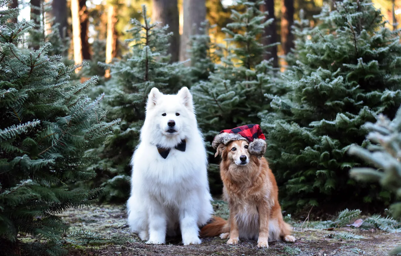 Photo wallpaper pose, look, dog, face, Samoyed