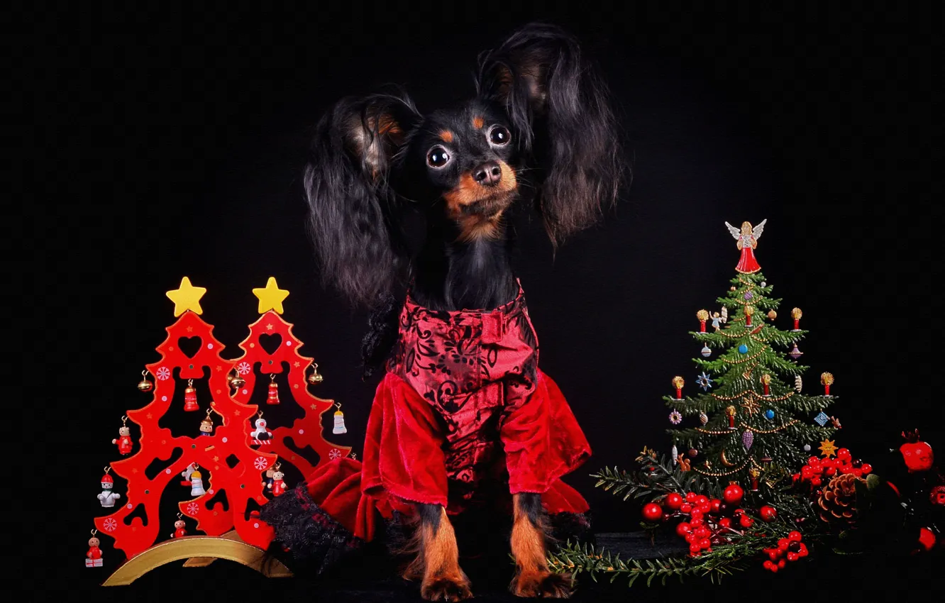 Photo wallpaper look, red, pose, toy, new year, dog, dress, Christmas