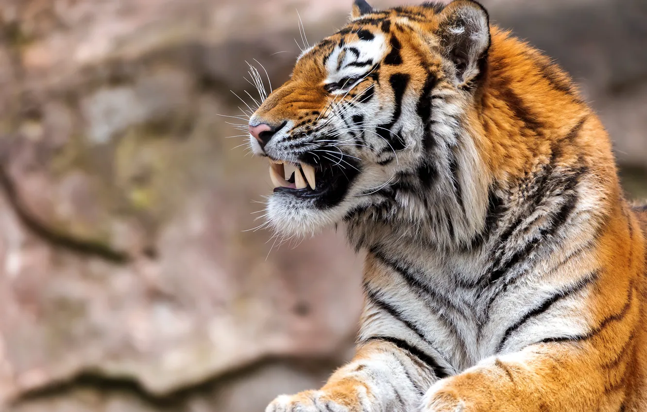 Photo wallpaper tiger, predator, fangs