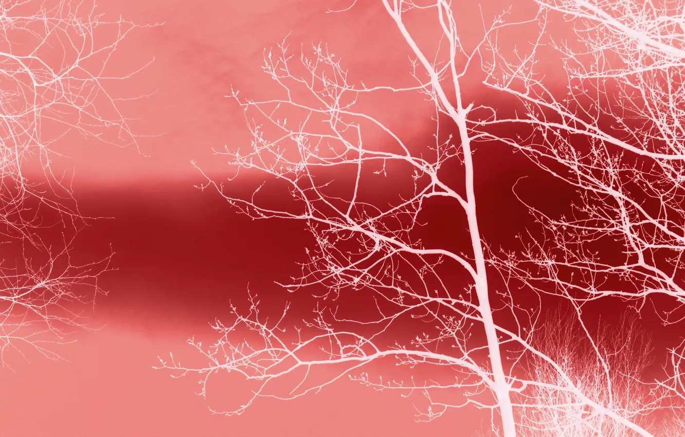 Photo wallpaper trees, background, color