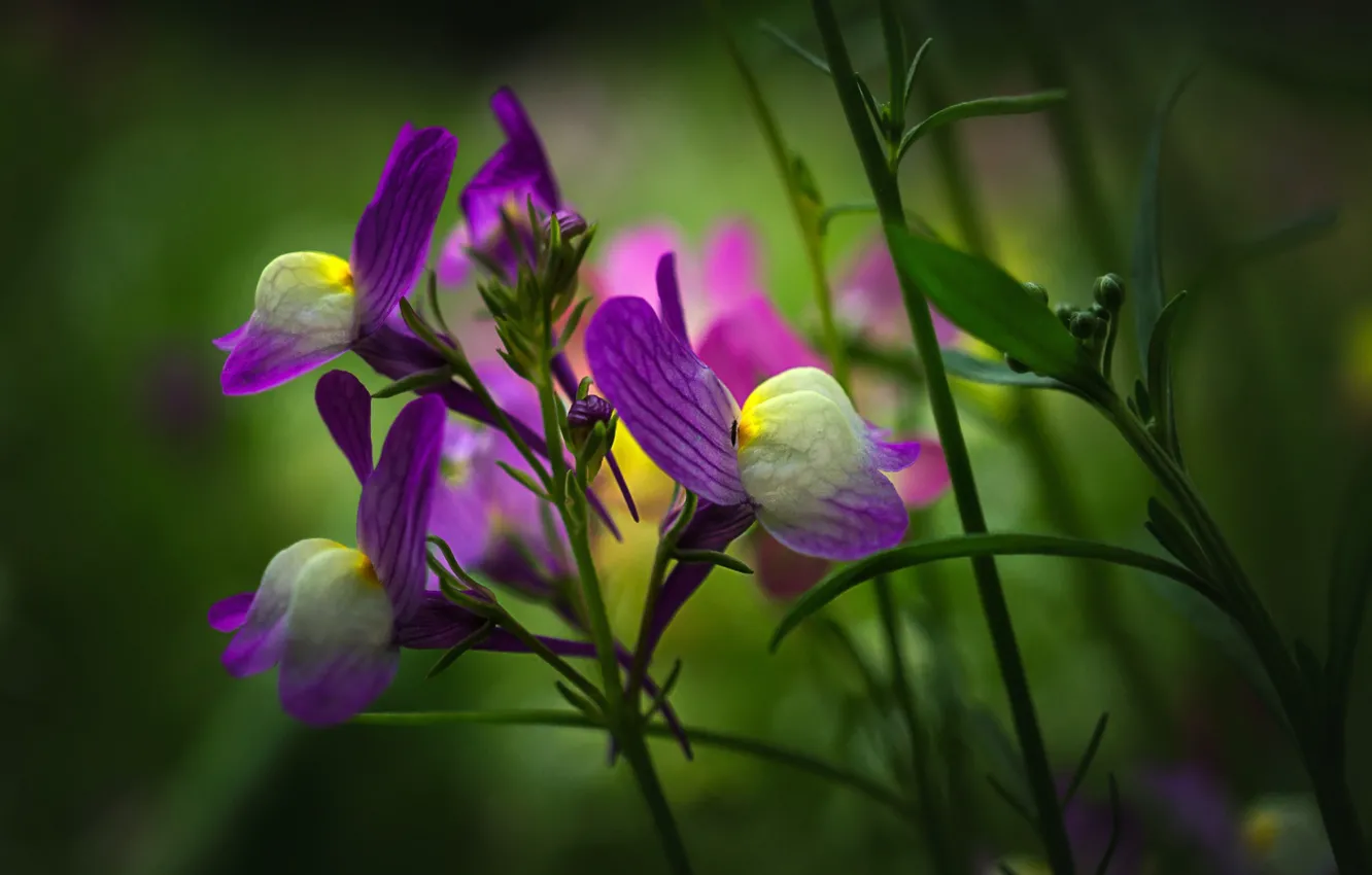 Photo wallpaper flowers, spring, purple