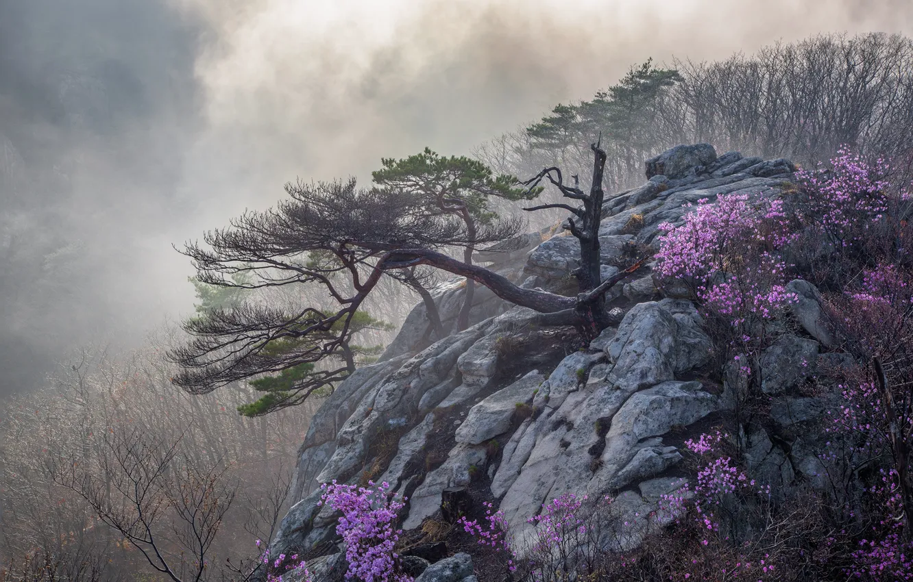 Photo wallpaper flowers, mountains, branches, fog, stones, open, rocks, height