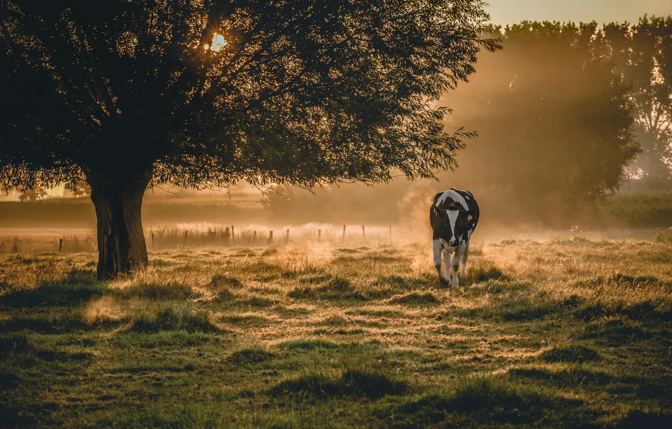 Photo wallpaper fog, cow, morning