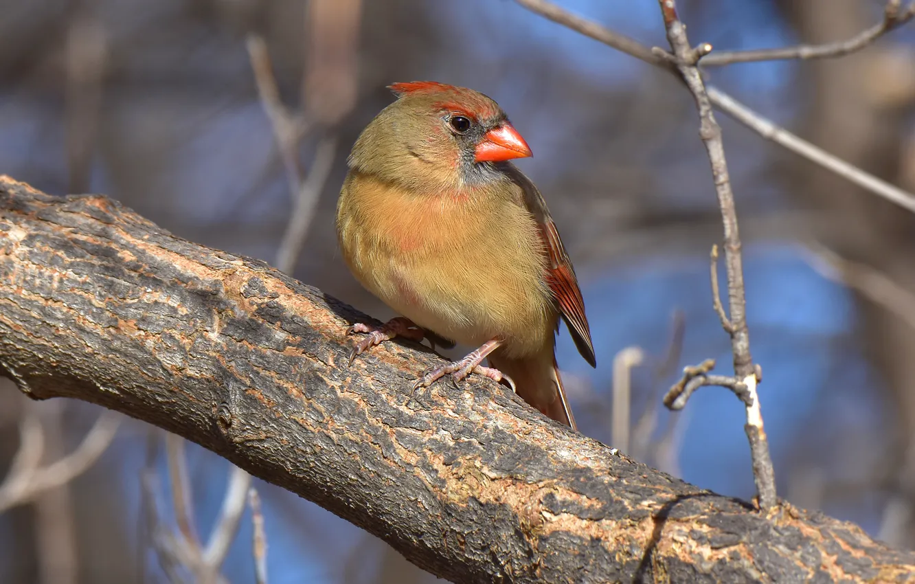 Photo wallpaper trees, branches, background, bird, bark, bokeh, cardinal