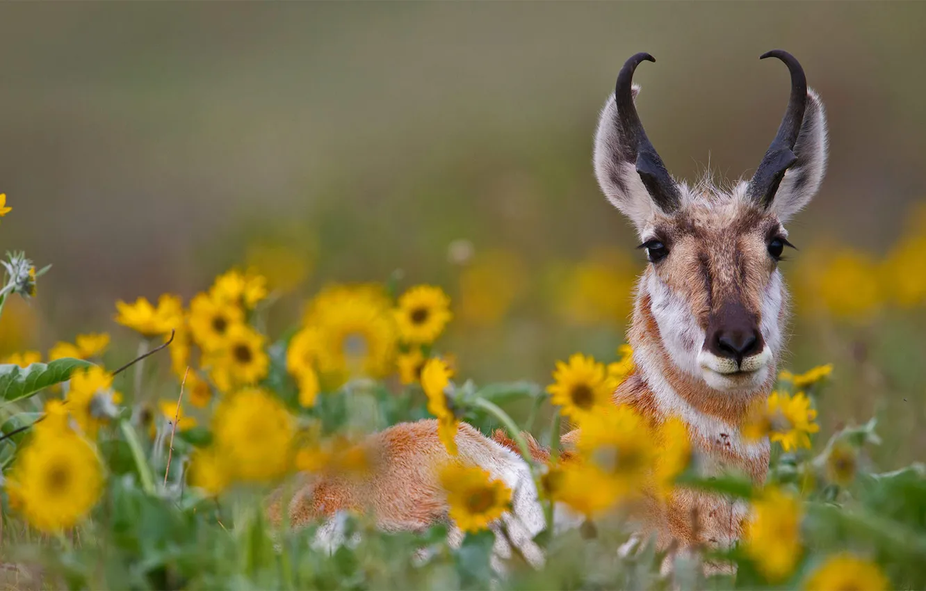Photo wallpaper flowers, nature, pronghorn, pronghorn antelope