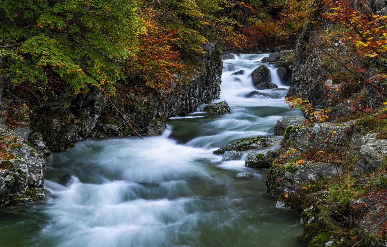 Photo wallpaper autumn, forest, trees, branches, river, stones, rocks, shore
