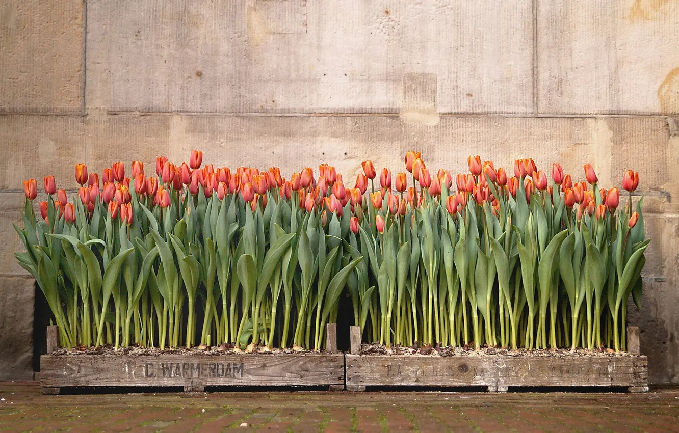 Photo wallpaper flowers, background, tulips