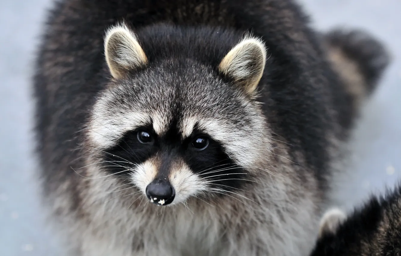 Photo wallpaper look, face, raccoon