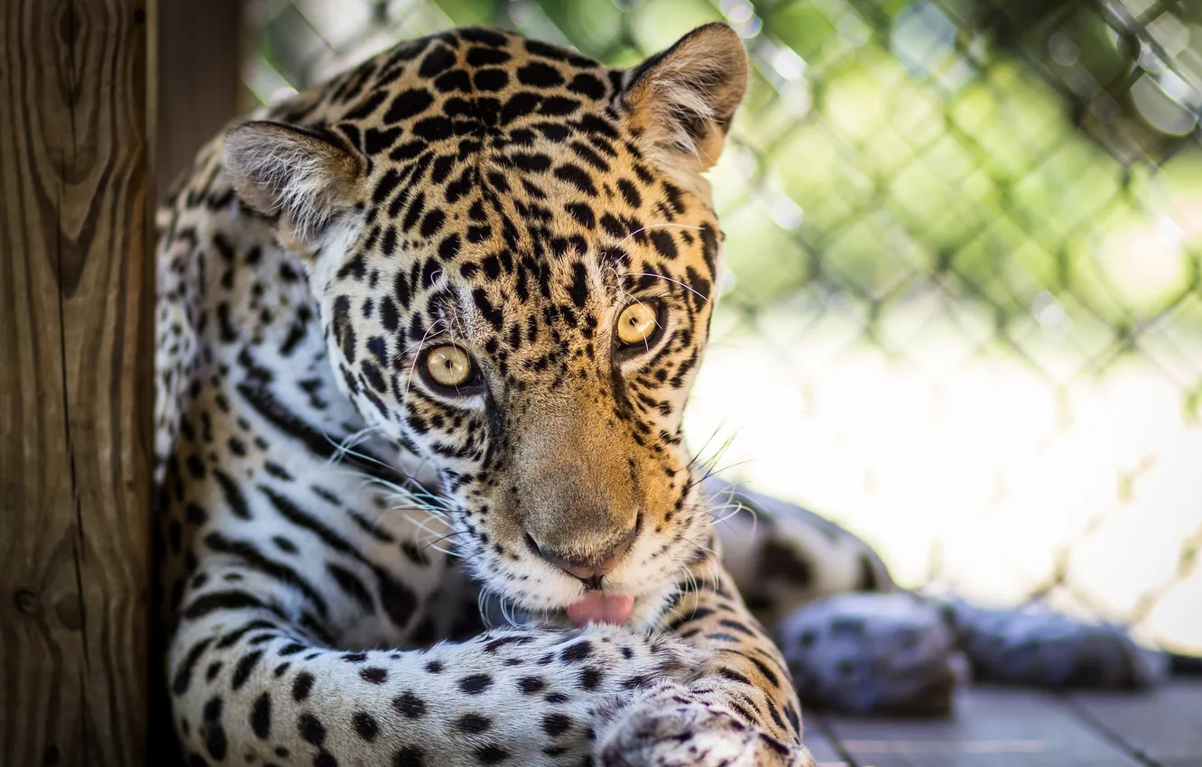 Photo wallpaper language, eyes, face, predator, paws, Jaguar, wild cat, washing
