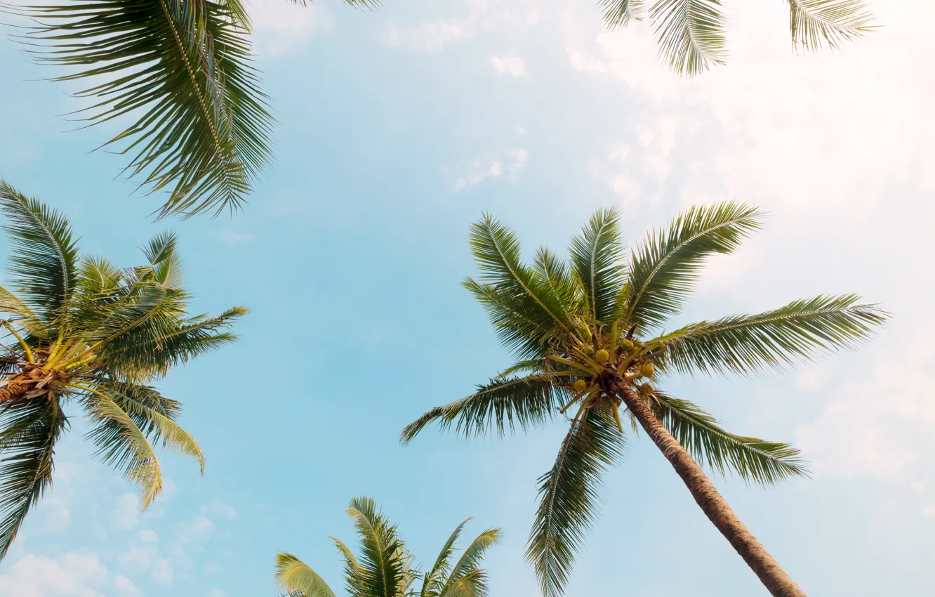 Photo wallpaper beach, summer, the sky, palm trees, summer, beach, beautiful, paradise