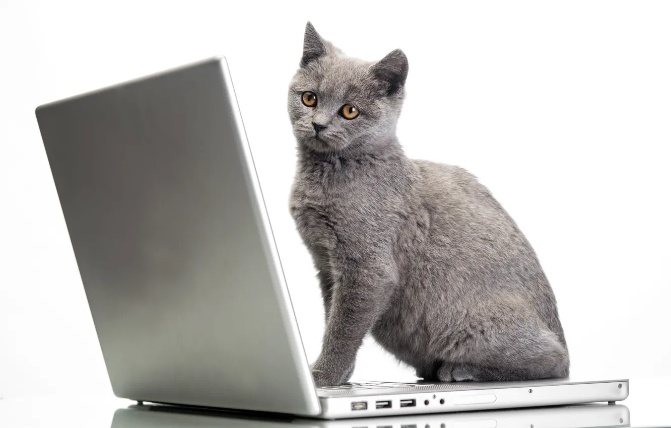 Photo wallpaper cat, laptop, Glance, Cats, Laptops