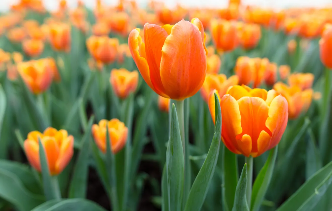 Photo wallpaper flowers, tulips, orange
