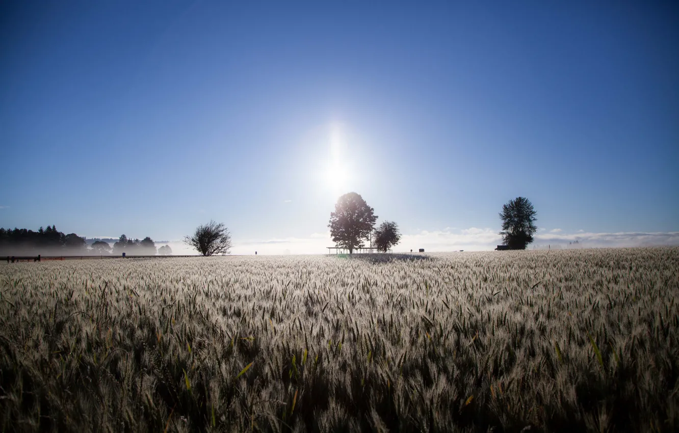 Photo wallpaper field, trees, fog, morning, ears