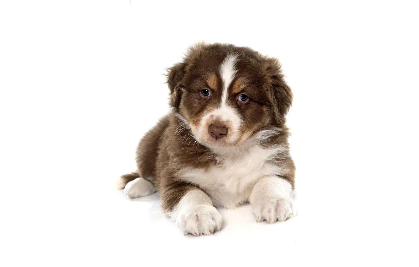 Photo wallpaper puppy, dog, Sheepdog