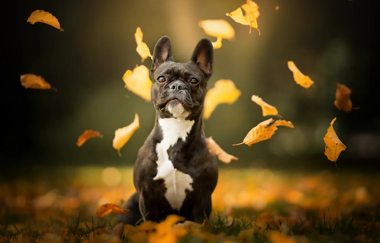 Photo wallpaper autumn, leaves, dog, bokeh, French bulldog