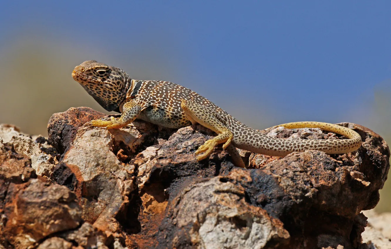 Photo wallpaper nature, stones, lizard, reptile