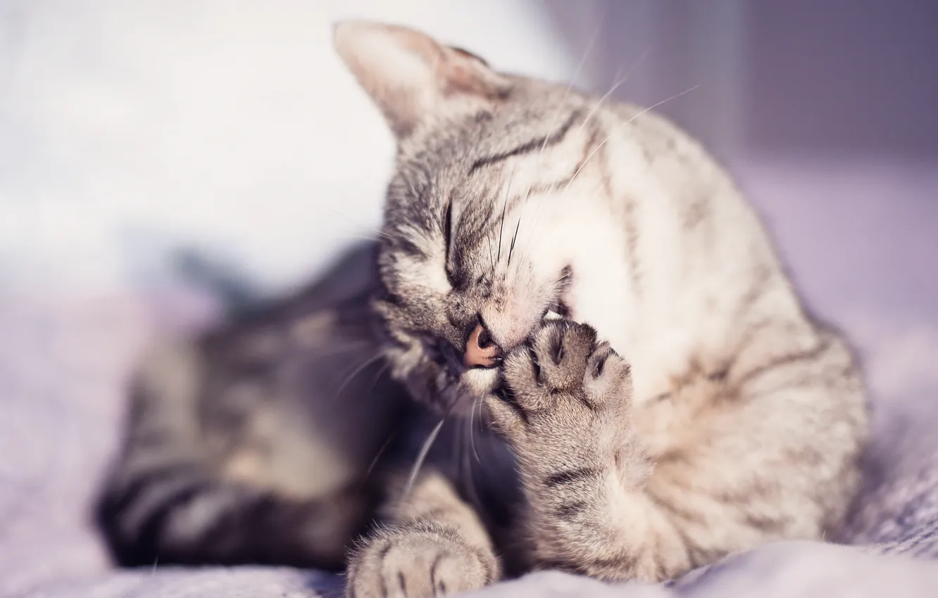 Photo wallpaper cat, mustache, animal, paws