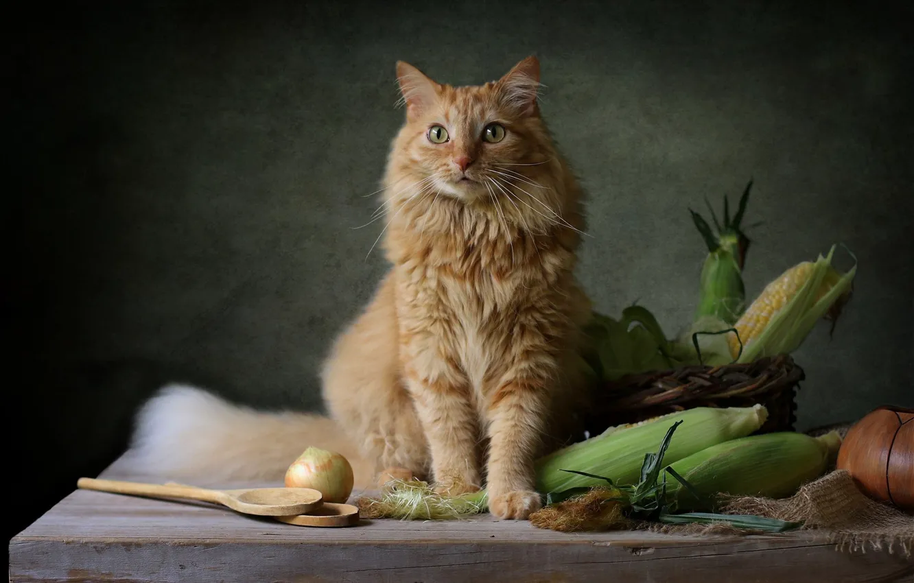 Photo wallpaper cat, corn, red, the cob, cat