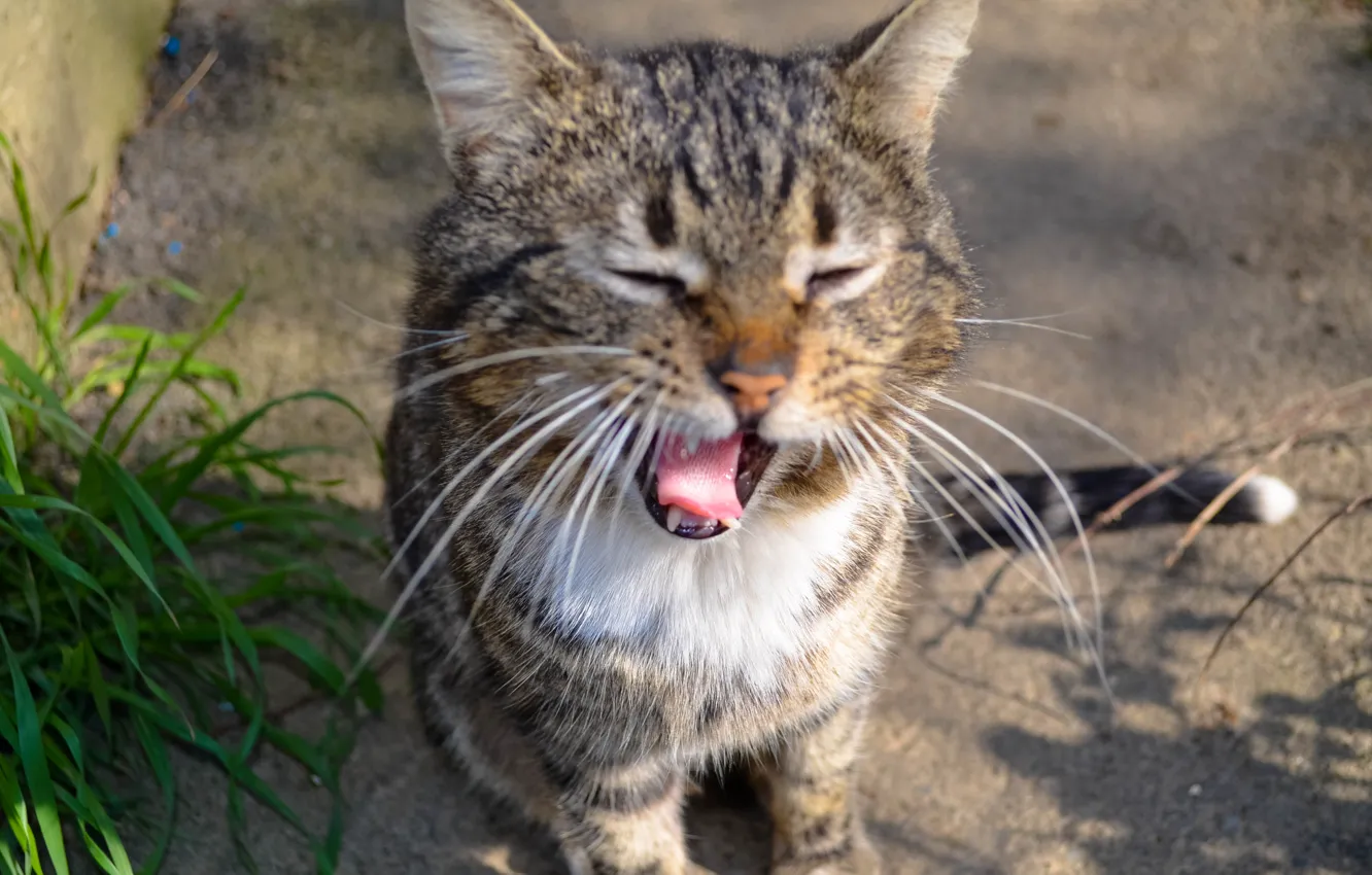 Photo wallpaper cat, street, yawning