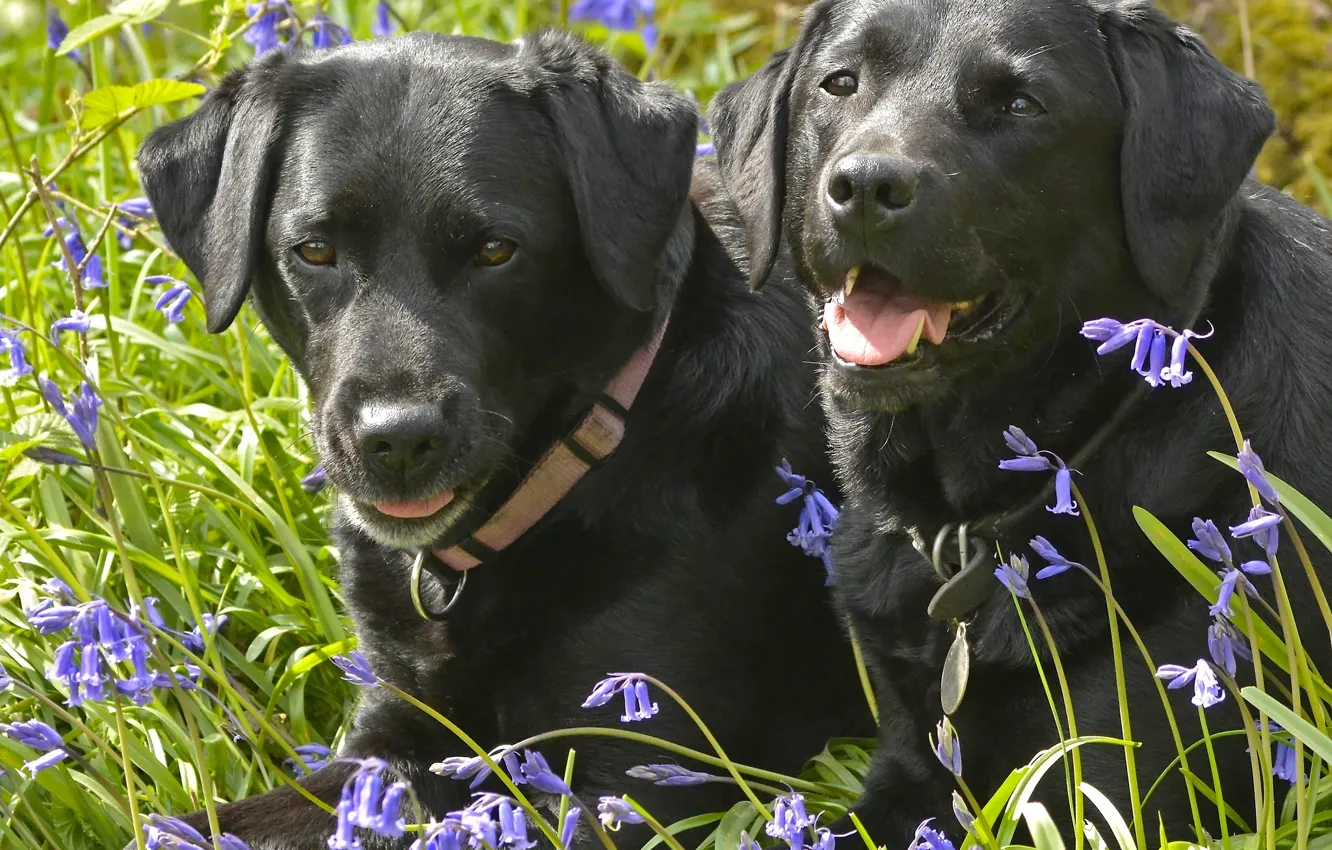Photo wallpaper flowers, dog, bells, a couple, Labrador Retriever