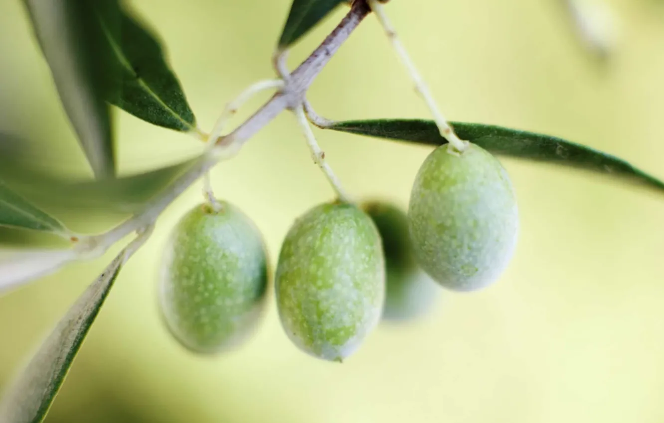 Photo wallpaper leaves, macro, branch, olives