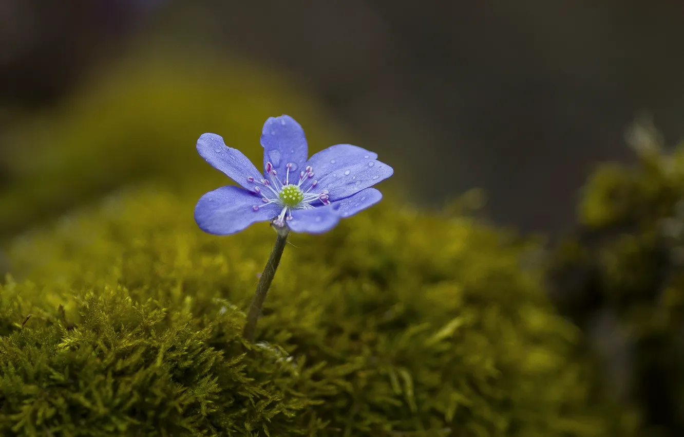 Photo wallpaper flower, macro, nature, moss, pechenocna