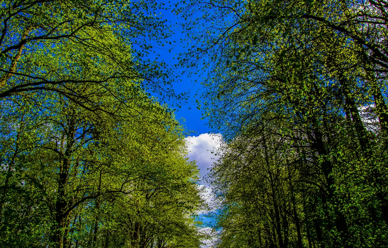 Photo wallpaper forest, the sky, clouds, trees, Park, alley